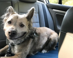 With The Hair Of A Werewolf And Smile Of A Human, Dog Makes Potential Adopter Fall For Him