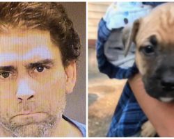 Drunk Man Strikes Puppy With Guitar, When Girlfriend Intervenes He Beats Her