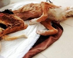 Monsters Neglected And Abused Rare-Breed Dog Then Left Her To Die Alone