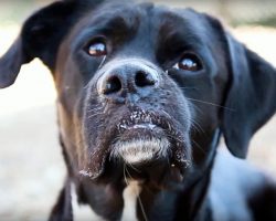 Ignored At Shelter Due To Crooked Snout, He Yearned For Someone To See His Beauty