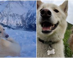 Heroic Husky Rescues An Injured Deaf Hiker Who Fell 700 Feet Down A Mountain