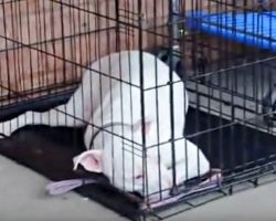 Deaf Dog Can’t Hear Soldier Dad Coming After Being Apart For Way Too Long