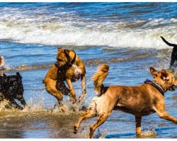 Officials Warn Pet Parents What Cost 2 Dogs Their Lives During Beach Visit