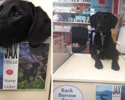 Dog Works At Post Office As The Official Stamp Licker
