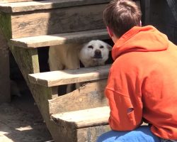 Abandoned Dog Cries For Months After Owner Ties Him Out Under The Stairs