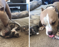 Cat-Loving Pit Bull Finally Gets The Feline Family He’s Always Wanted