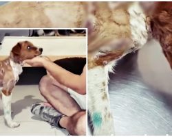 Puppy Strung Up To Tree For 3 Days & Tortured, Pulls Through To Defy Abusers