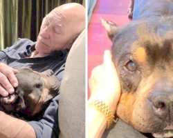 Patrick Stewart Struggles To Cope As His Senior Foster Dog Loses Battle With Illness