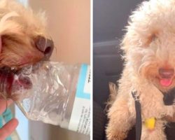 Vet Issues Warning After A Plastic Bottle Gets Stuck In Dog’s Mouth