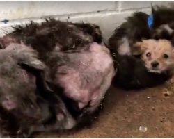 Puppies Cling To Each Other As They Face The Inevitable Needle At High Kill Shelter