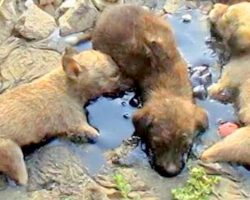 Puppies Stuck In Solid Tar Cry Uncontrollably And Were Unable To Move An Inch