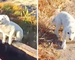 Puppy Dumped By Owner In Middle Of Nowhere, Chases A Jogger & Begs To Be Rescued