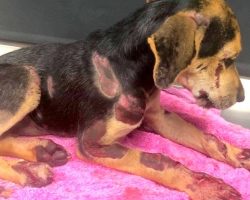 Puppy Tied To A Car & Dragged On Dirt Road And The Driver Escapes When Confronted