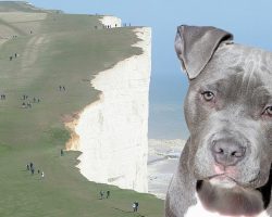 Quick-Thinking Pit Bull Saves 14-Yr-Old Girl From Falling To Death Off A Cliff