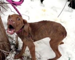 Rescuer Hears Gut-Wrenching Cry For Help and Finds Puppy Alone, Wounded & Shivering