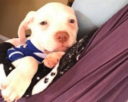 Lonely Pup Finds Comfort In Foster Mom’s Beating Heart And Stops Crying