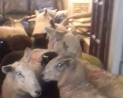 Overachieving Sheepdog Lures Friends Into The House For Breakfast