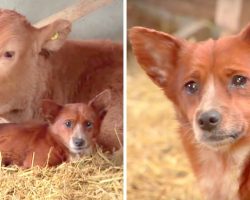Orphan Dog Tears Up After Meeting Mama Cow Who Had Raised Him When He Was A Puppy