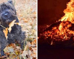 Abusers Chase Dog With Fireworks, Mercilessly Set Him On Fire & Burn Him Alive