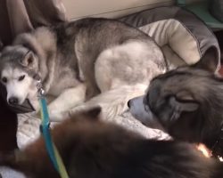 Stubborn Husky Has To Be Convinced By Other Dogs To Go On A Walk