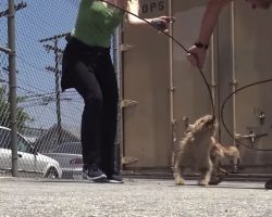 Rescuers Want To Help Stray In Schoolyard, But She Puts Up A Fight For Her Life