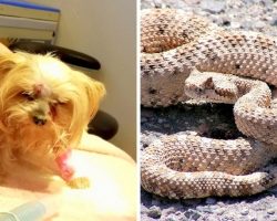 Rattlesnake Bites Tiny Yorkie In The Face, But Brave Dog Doesn’t Give Up Just Yet