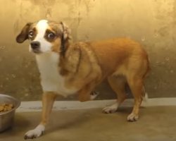 Terrified Dog Never Wagged Her Tail And Her Foster Dad Built Her A Bedroom