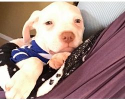The Only Pup Left Wouldn’t Stop Crying And Foster Mom’s Heartbeat Is His Only Comfort