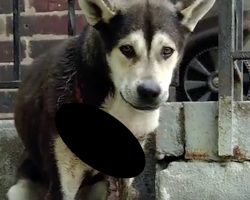 Dog Became Trapped In His Puppy Collar Because His Family Never Checked On Him