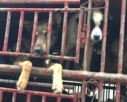 Locals See Truck Full Of Dogs Heading To A Meat Farm And Follow To Intervene