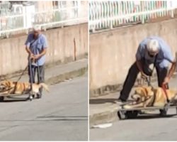 Kind Man Pushes Disabled Dog On A Cart So He Could Still Enjoy His Daily Walks