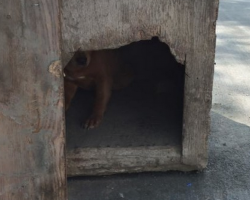 Boarded-Up Doghouse Was Found And Pried Open On Side Of The Road