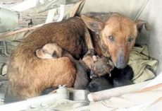 Woman Heard Crying And Finds Newborn Human Baby Tucked In Between Litter Of Stray’s Pups