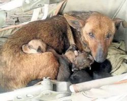 Woman Hears Crying And Finds Newborn Human Baby Tucked In Between Litter Of Stray’s Pups