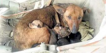 Woman Heard Crying And Finds Newborn Human Baby Tucked In Between Litter Of Stray’s Pups