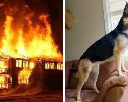 Fire Breaks Out In Dead Of The Night, Brave Rescue Dog Risks Life To Save Family
