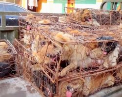 Dogs Are Being Torched And Boiled Alive For Dog Meat Festival, They Need Our Help