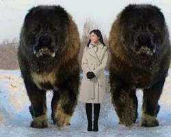 10 Abnormally Large Dogs In The World