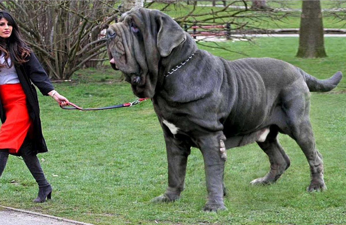 Предложение огромный пес. Мастино неаполитано Геркулес. Мастино неаполитано с человеком. Тибетский мастиф неаполитано. Английский мастиф.