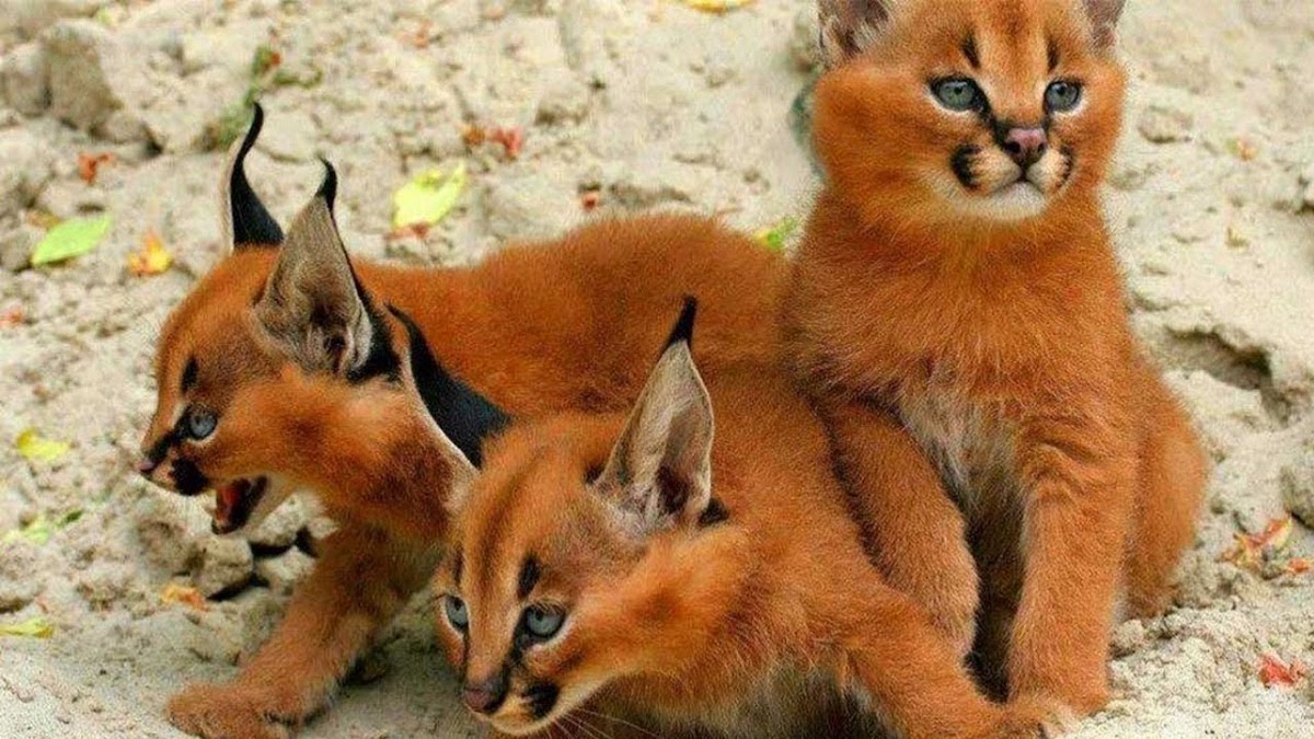 New Cat Species 2025 Wayne L Kelly
