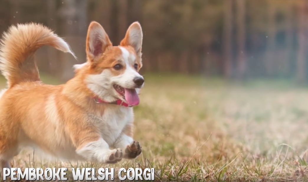 10 Most Expensive Dogs You Won't Believe Exist