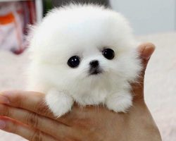 The SMALLEST DOG BREEDS in the World