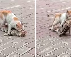 Cat Drags Friend’s Lifeless Body To Nearby Shelter To Try To Get Help