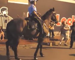 Cop Approaches Men On Streets, Then Horse Hears Favorite Song & Leaves Everyone Jaw Dropped!