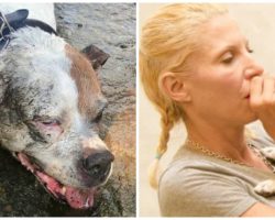 Stranger Gives Mouth-To-Snout Resuscitation To Older Pit Bull Who Nearly Drowned