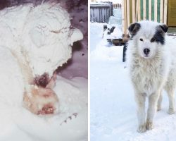 Dog spent two days freezing in winter to protect human baby abandoned in the cold