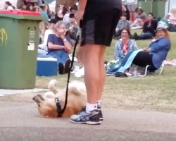 Dog PLAYS DEAD So She Can Stay At The Park As Bystanders Record The Whole Ordeal