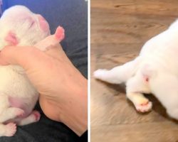 Vet Said Pup Born With 5 Legs Won’t Survive, Now He’s Looking For A Forever Home