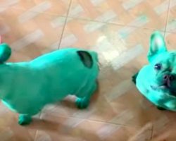 Nosy Dogs Stumble Upon Food Coloring During Midnight Kitchen Raid, Get Dyed Green