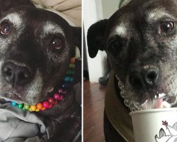 Family realizes adopted, senior dog has cancer and helps her fulfill every item on bucket list